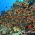 anthias_lyretail_rad_sari_h_0165_mal3233.jpg
